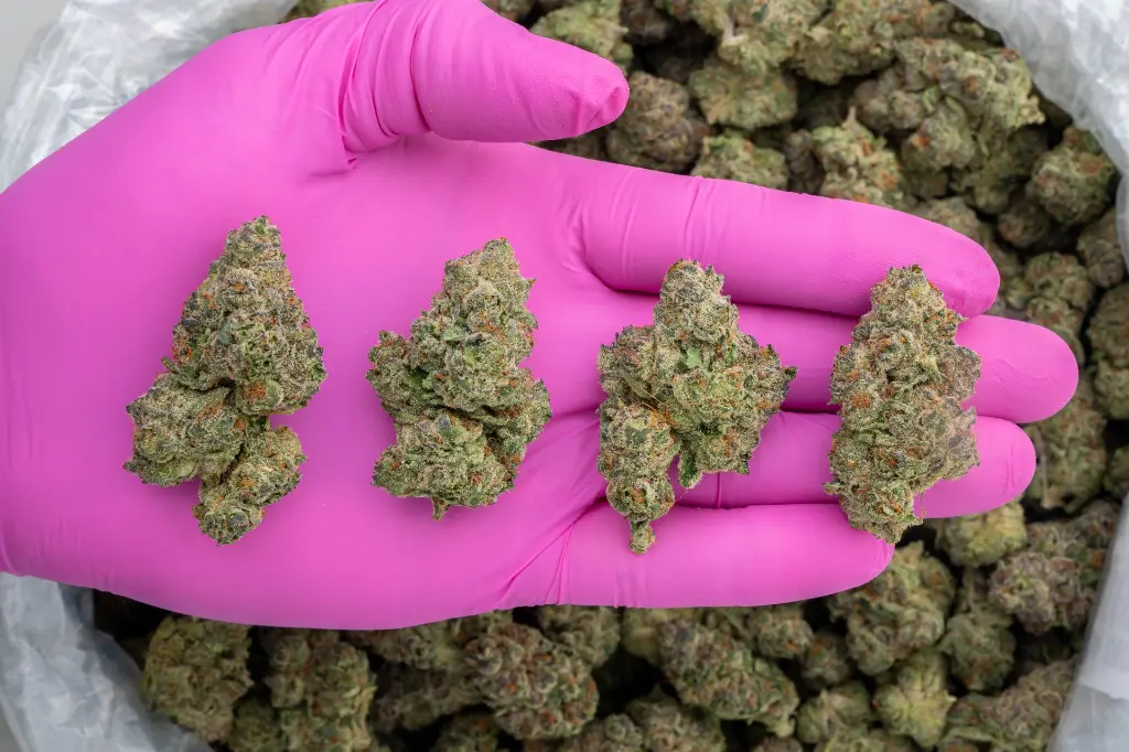 Stardawg Guava Indoor -PINK- 073025 20250730VGTPG..webp