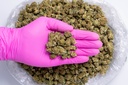 Bubba Small  Glovepic.webp