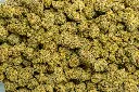 Habibi Indoor (CBD)