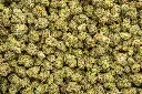 La Bomba Indoor Smalls