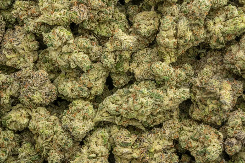 LA Pop Rocks Indoor