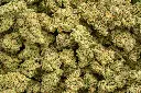 LA Pop Rocks Indoor