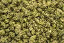 LA Pop Rocks Indoor Smalls