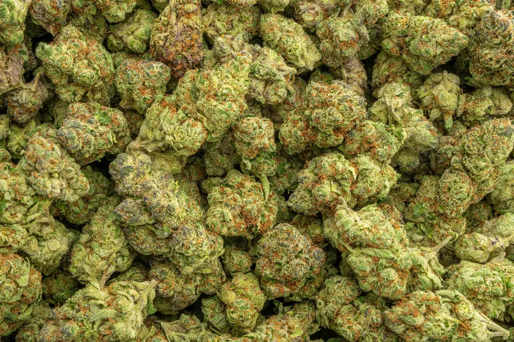 Lemon Cherry Gelato Indoor