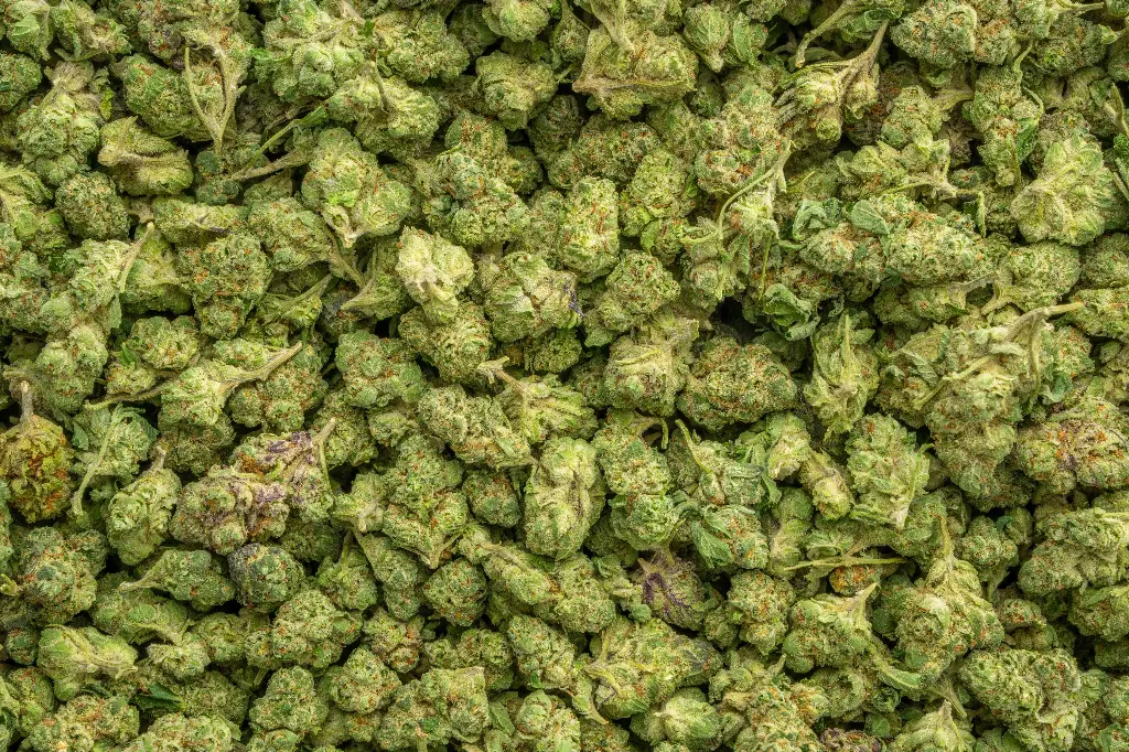 Lemon Cherry Gelato Indoor Smalls