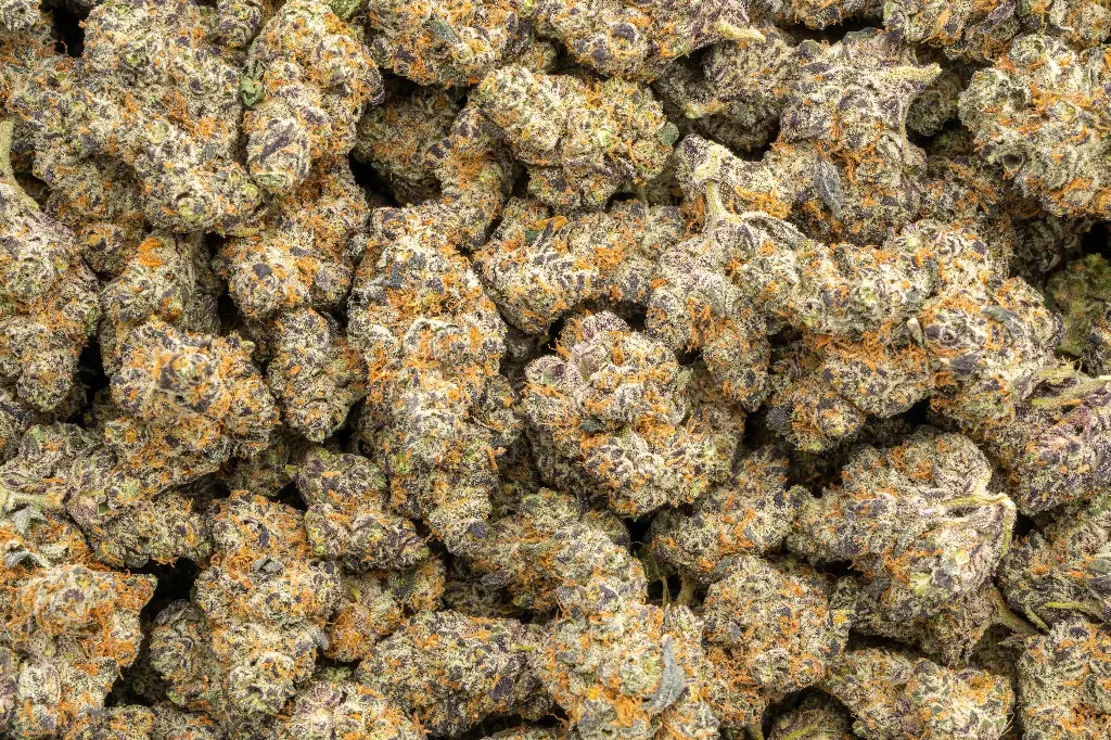 Lemon Slam Indoor