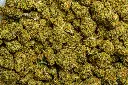 Sour Chem (CBD)