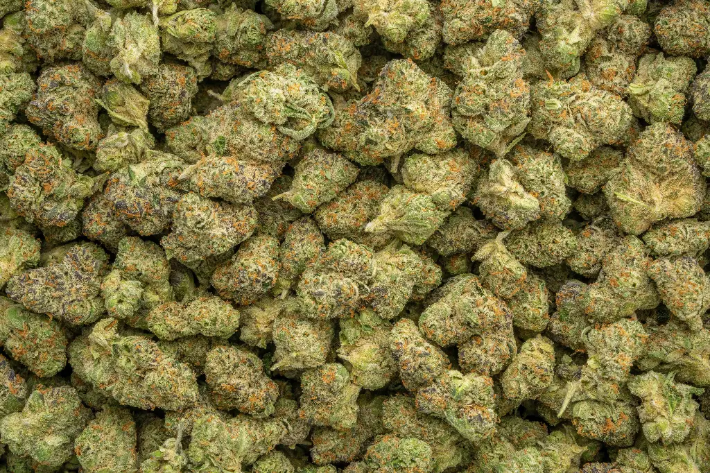 Apple Sherbet Indoor Mediums 