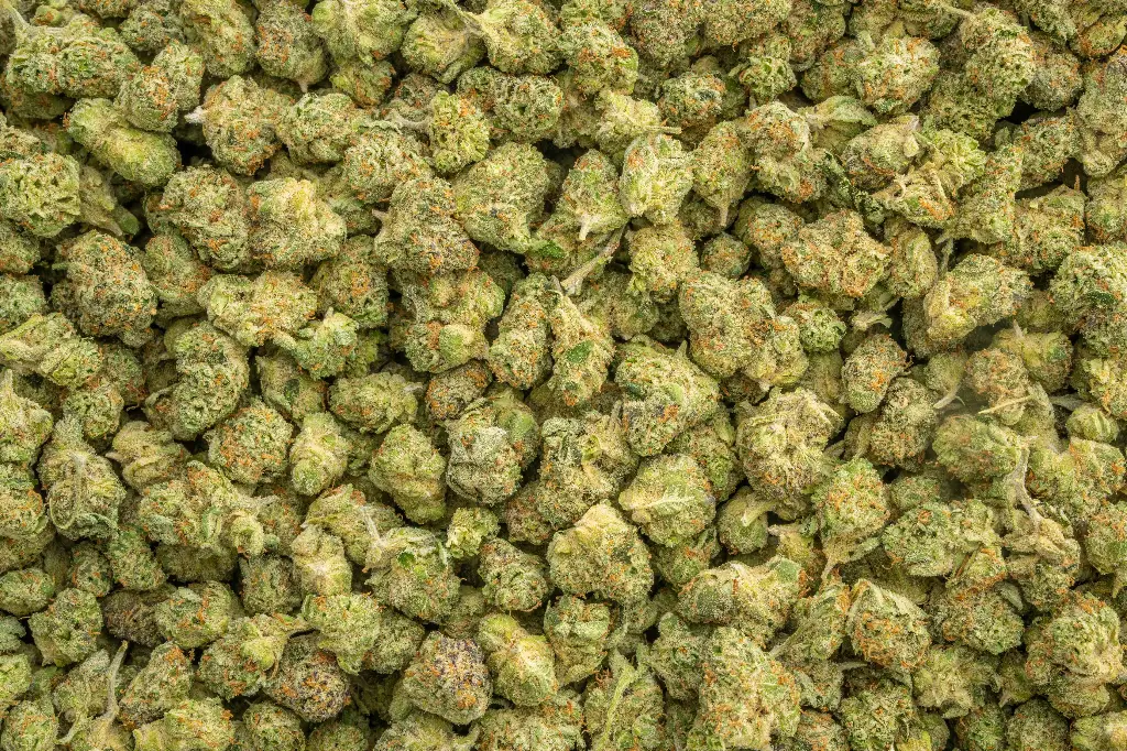 Apple Sherbet Indoor Smalls