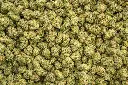 Apple Sherbet Indoor Smalls