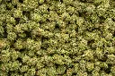 Apple Sherbet Indoor Smalls