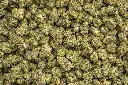 White Truffle Indoor Smalls