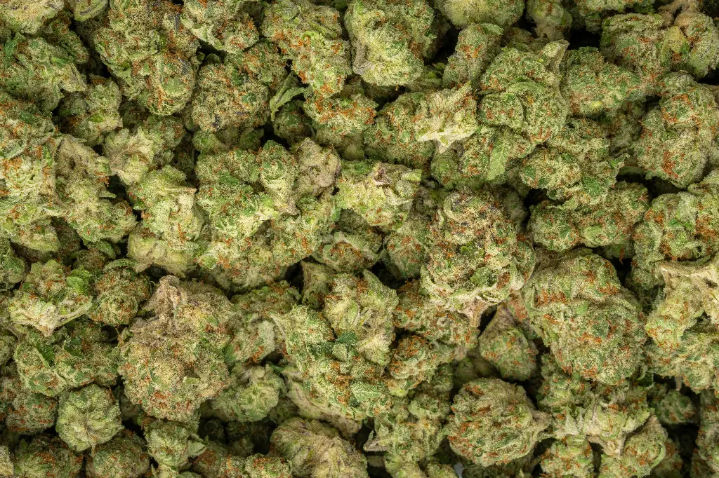 Bananaconda Indoor