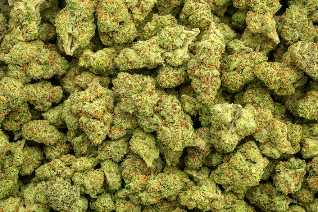 White Lemon Indoor