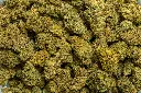 Berry Pie (CBD)