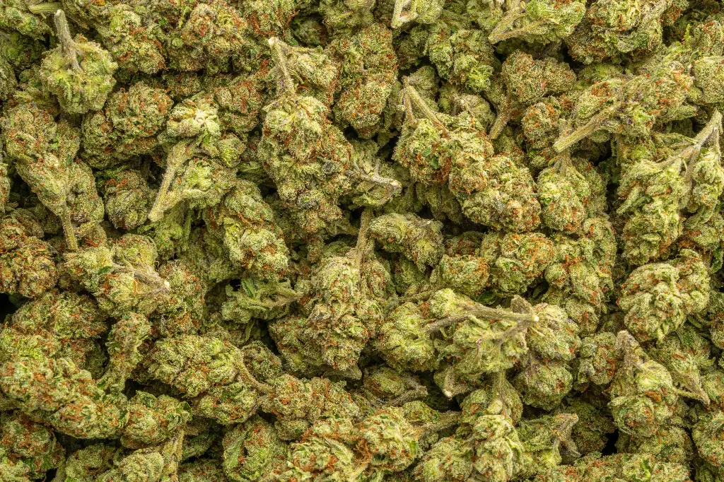 Candy Gelato