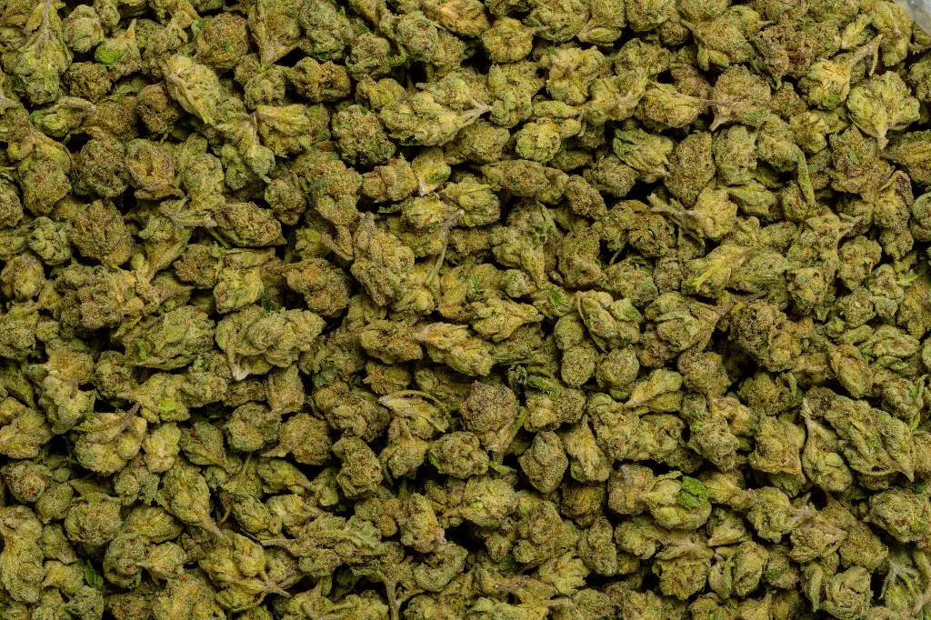 Sweet Island Skunk Smalls