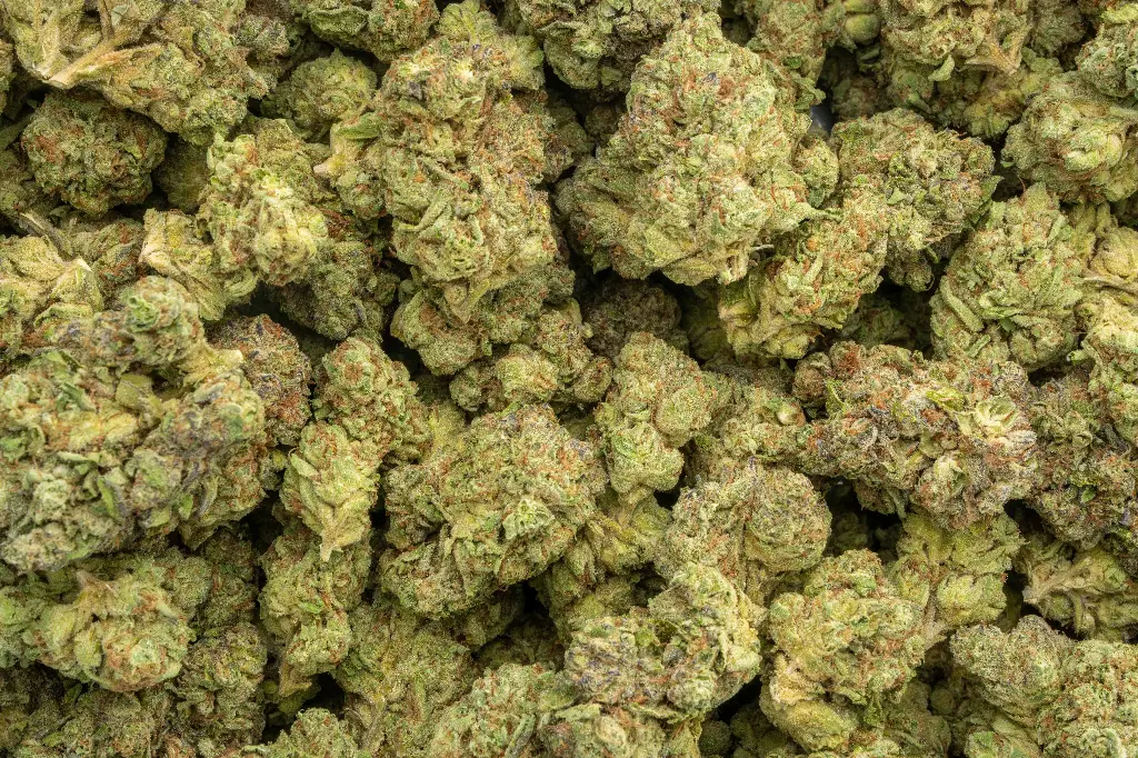 Purple Champagne 