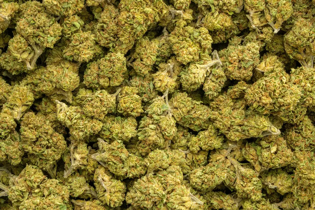 Jungle Cake