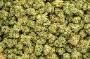 Gary Zkittles Indoor Mediums