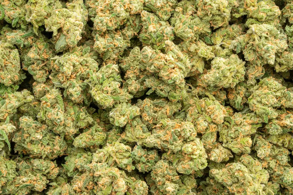 Blue Dream Indoor Mediums