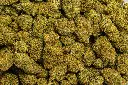 Cakeberry Brulee (CBD) 
