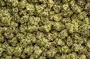 Candyland Indoor Mediums