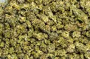 Cheetah Pizz Smalls (CBD)