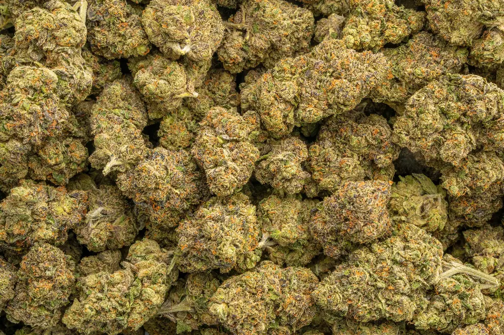 Coco-Lato Indoor