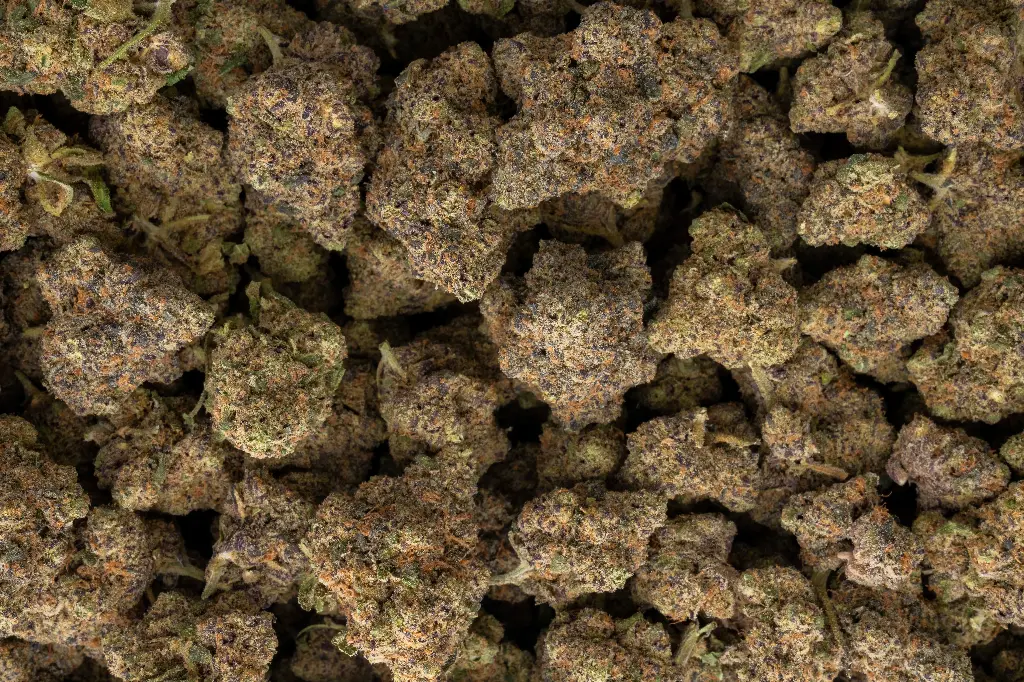 Demon King Indoor
