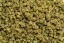 Diesel Smalls (CBD)
