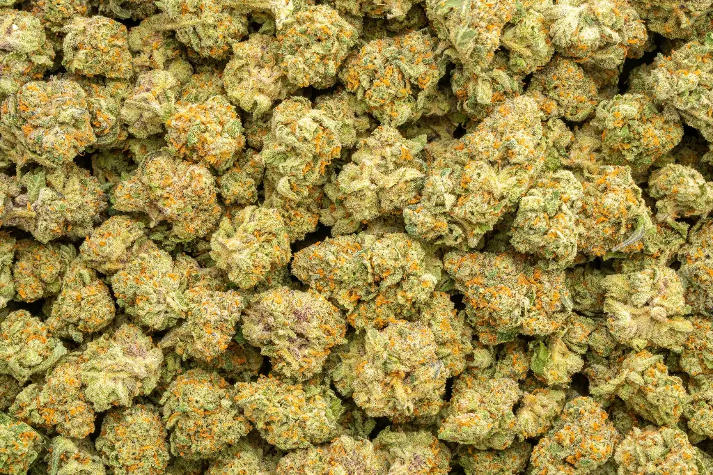 El Chivo Indoor Mediums