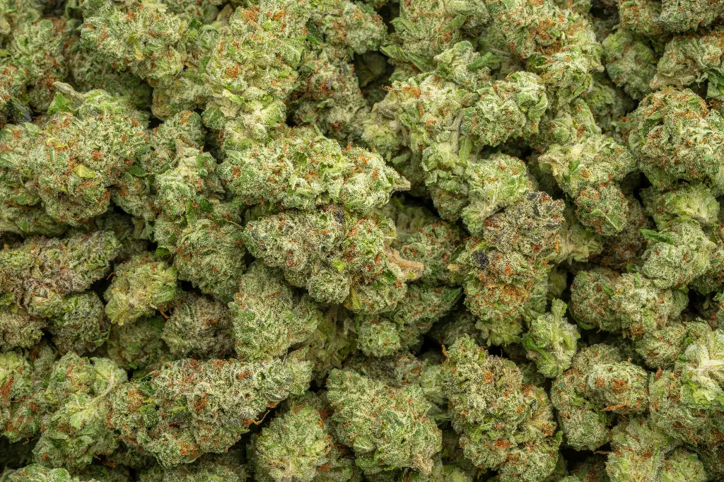Gas Mints Indoor