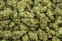 Gas Mints Indoor