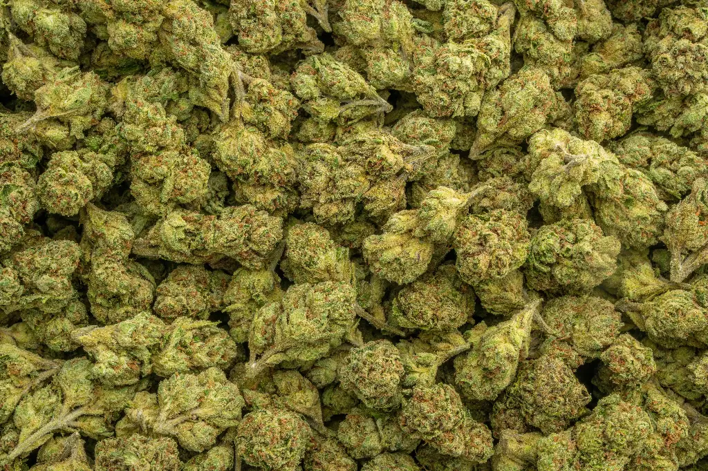 Girl Scout Cookies