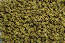Girl Scout Cookies Smalls