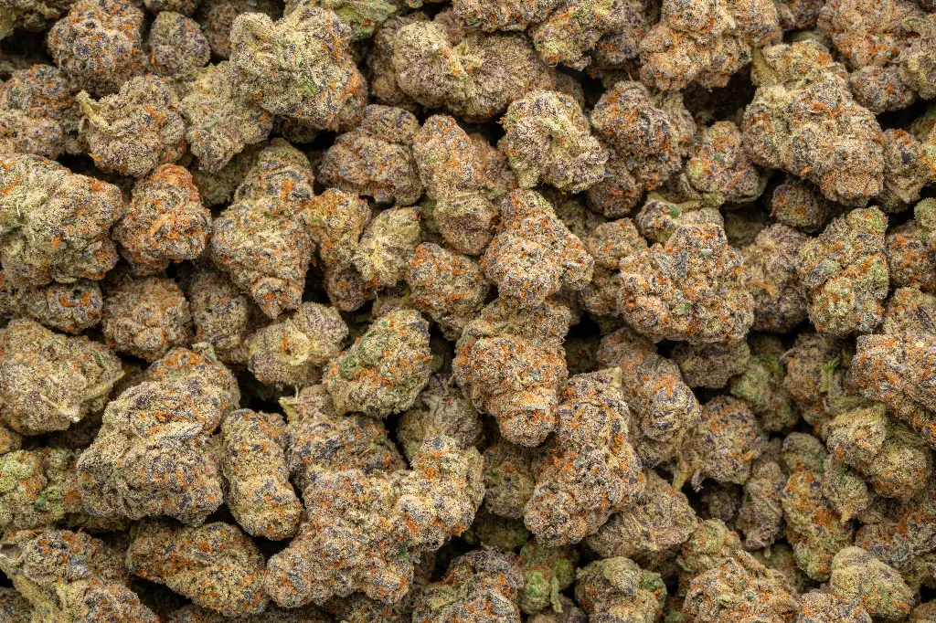 Glitter Bomb Indoor