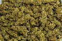Godfather (CBD)