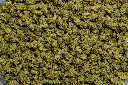 Green Crack Smalls