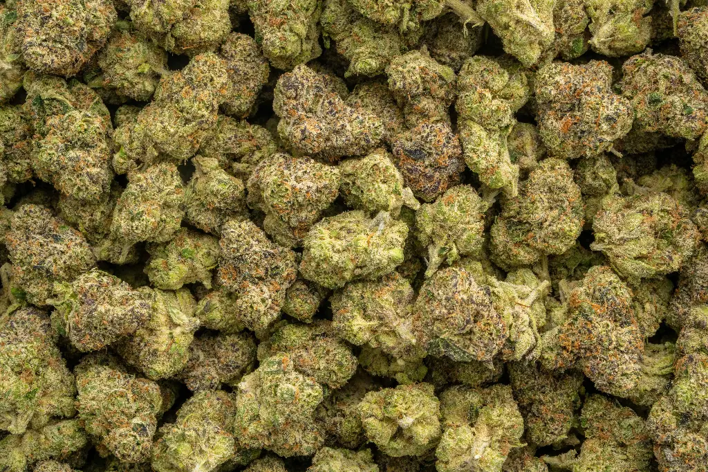 Gummiez Indoor