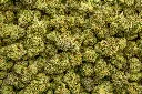 Sherbet