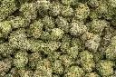 Stardawg Guava Indoor