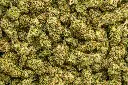 Candy Gelato