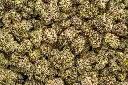 Smarties Indoor