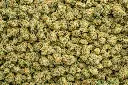 Frosted Freak Indoor Smalls