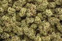 Apple Sherbet Indoor