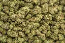 Apple Sherbet Indoor Mediums 