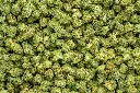 Gas Mints Indoor Smalls