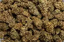 Berry Pie (CBD)