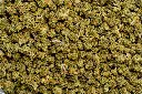Berry Pie Smalls (CBD)